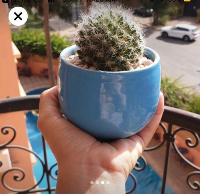 Cactus