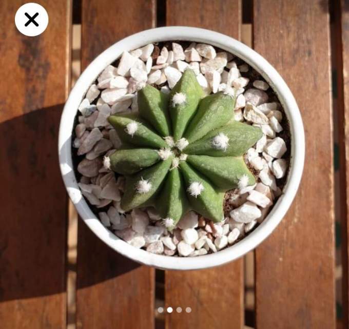 Cactus